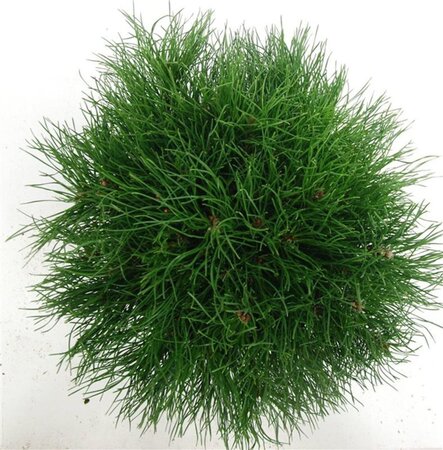 Pinus mugo mughus 30-40 cm cont. 5,0L - afbeelding 6
