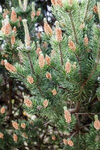 Pinus mugo mughus 30-40 cm cont. 5,0L - afbeelding 3