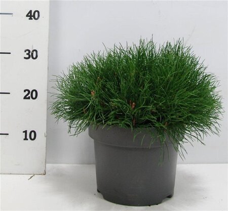 Pinus mugo mughus 30-40 cm cont. 5,0L - afbeelding 7