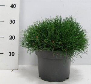 Pinus mugo mughus 30-40 cm cont. 5,0L - afbeelding 7