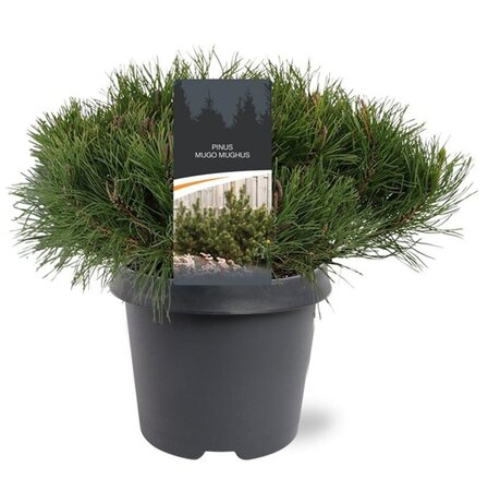 Pinus mugo mughus 30-40 cm cont. 5,0L - afbeelding 4