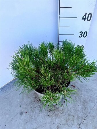 Pinus mugo mughus 30-40 cm cont. 5,0L - afbeelding 5
