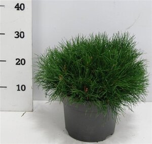 Pinus mugo mughus 30-40 cm cont. 5,0L - afbeelding 8