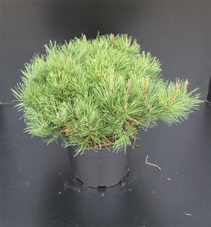 Pinus mugo mughus 40-50 cm cont. 10L - afbeelding 2