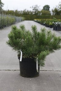 Pinus mugo mughus 40-50 cm cont. 10L
