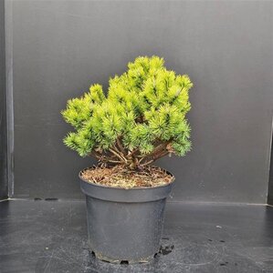 Pinus mugo 'Ophir' 30-40 cm cont. 7,5L
