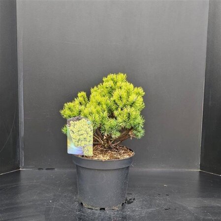Pinus mugo 'Ophir' 30-40 cm cont. 7,5L - afbeelding 2