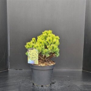 Pinus mugo 'Ophir' 30-40 cm cont. 7,5L - afbeelding 2