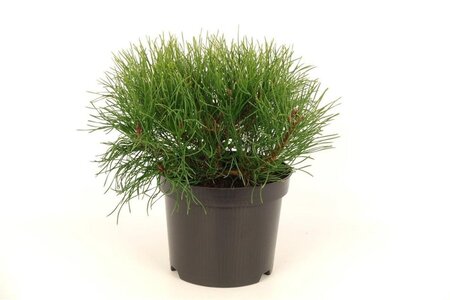 Pinus mugo pumilio 20-25 cm cont. 2,0L - afbeelding 6
