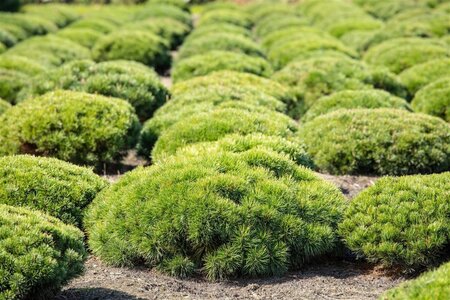 Pinus mugo pumilio 20-25 cm cont. 2,0L - afbeelding 1