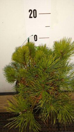 Pinus mugo pumilio 20-25 cm cont. 2,0L - afbeelding 5