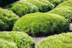 Pinus mugo pumilio 20-25 cm cont. 2,0L - afbeelding 2