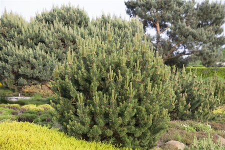 Pinus mugo pumilio 20-25 cm cont. 2,0L - afbeelding 3