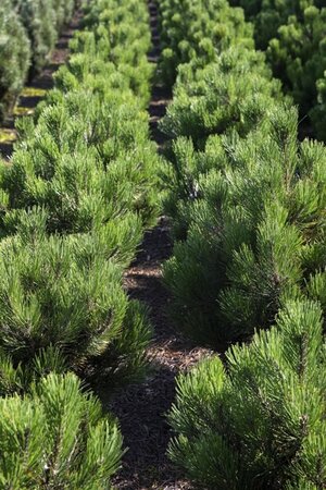Pinus mugo pumilio 20-25 cm cont. 2,0L - afbeelding 4