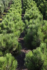 Pinus mugo pumilio 20-25 cm cont. 2,0L - afbeelding 4