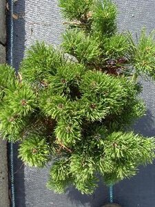 Pinus mugo pumilio 25-30 cm cont. 3,0L - afbeelding 4