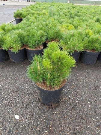 Pinus mugo pumilio 30-40 cm cont. 5,0L - afbeelding 7