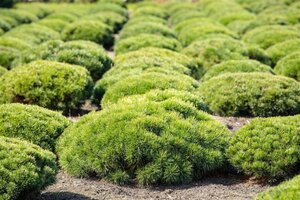 Pinus mugo pumilio 30-40 cm cont. 5,0L