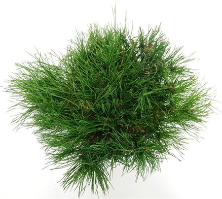 Pinus mugo pumilio 30-40 cm cont. 5,0L - afbeelding 4