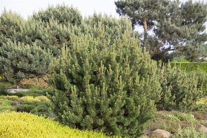 Pinus mugo pumilio 30-40 cm cont. 5,0L - afbeelding 2