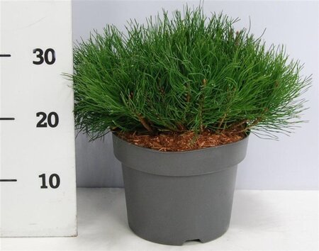 Pinus mugo pumilio 30-40 cm cont. 5,0L - afbeelding 5