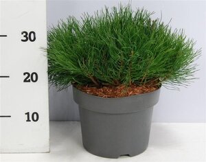 Pinus mugo pumilio 30-40 cm cont. 5,0L - afbeelding 5