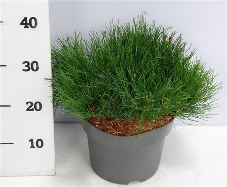 Pinus mugo pumilio 30-40 cm cont. 5,0L - afbeelding 6