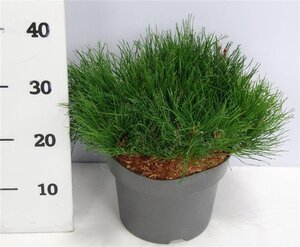 Pinus mugo pumilio 30-40 cm cont. 5,0L - afbeelding 6