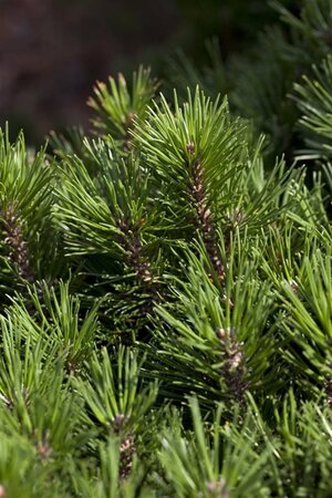 Pinus mugo 30-40 cm cont. 5,0L - afbeelding 1