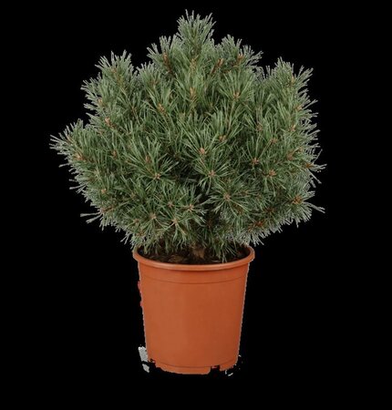 Pinus mugo 30-40 cm cont. 5,0L - afbeelding 2