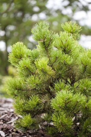 Pinus mugo 30-40 cm cont. 5,0L - afbeelding 3