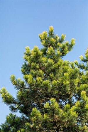 Pinus mugo 30-40 cm cont. 5,0L - afbeelding 4