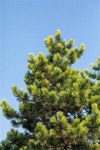 Pinus mugo 30-40 cm cont. 5,0L - afbeelding 4