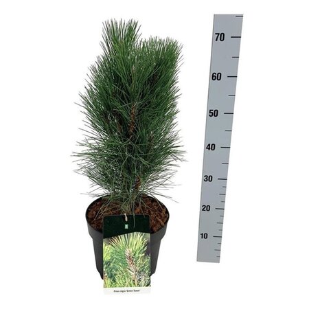 Pinus nigra 'Green Tower' 40-50 cm cont. 7,5L - image 2
