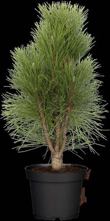 Pinus nigra 200-250 cm draadkluit - afbeelding 2