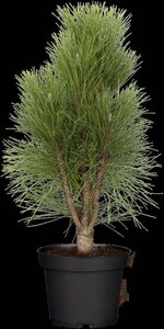 Pinus nigra 200-250 cm draadkluit - afbeelding 2