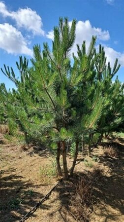 Pinus nigra 250-300 cm draadkluit - afbeelding 5