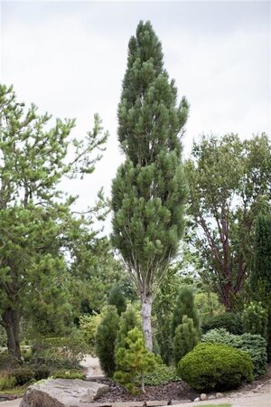 Pinus nigra 250-300 cm draadkluit - afbeelding 3