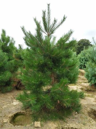 Pinus nigra nigra 250-300 cm draadkluit