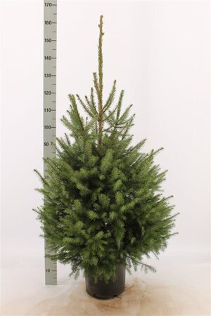 Picea omorika 100-125 cm met kluit - afbeelding 5