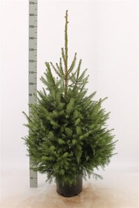 Picea omorika 100-125 cm met kluit - afbeelding 5