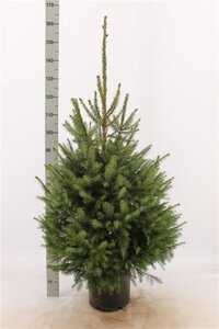 Picea omorika 100-125 cm met kluit - afbeelding 4