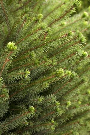 Picea omorika 125-150 cm met kluit - afbeelding 2