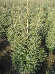 Picea omorika 125-150 cm met kluit - afbeelding 4
