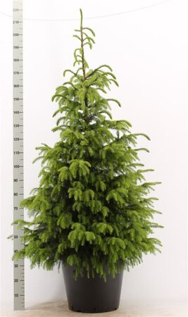 Picea omorika 125-150 cm RB - image 4