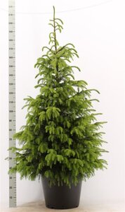 Picea omorika 125-150 cm RB - image 4
