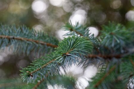 Picea omorika 125-150 cm RB - image 1