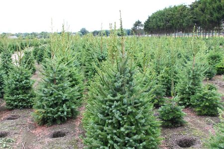 Picea omorika 125-150 cm RB - image 5