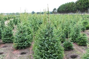Picea omorika 125-150 cm RB - image 5