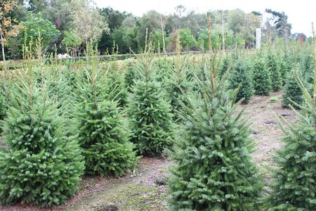 Picea omorika 150-175 cm met kluit - afbeelding 4